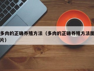 多肉的正确养殖方法（多肉的正确养殖方法图片）